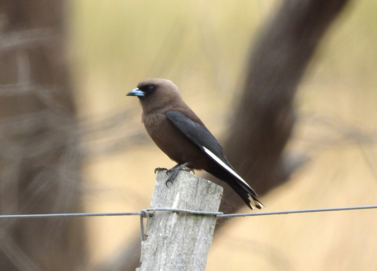 Dusky Woodswallow - Gordon Rich