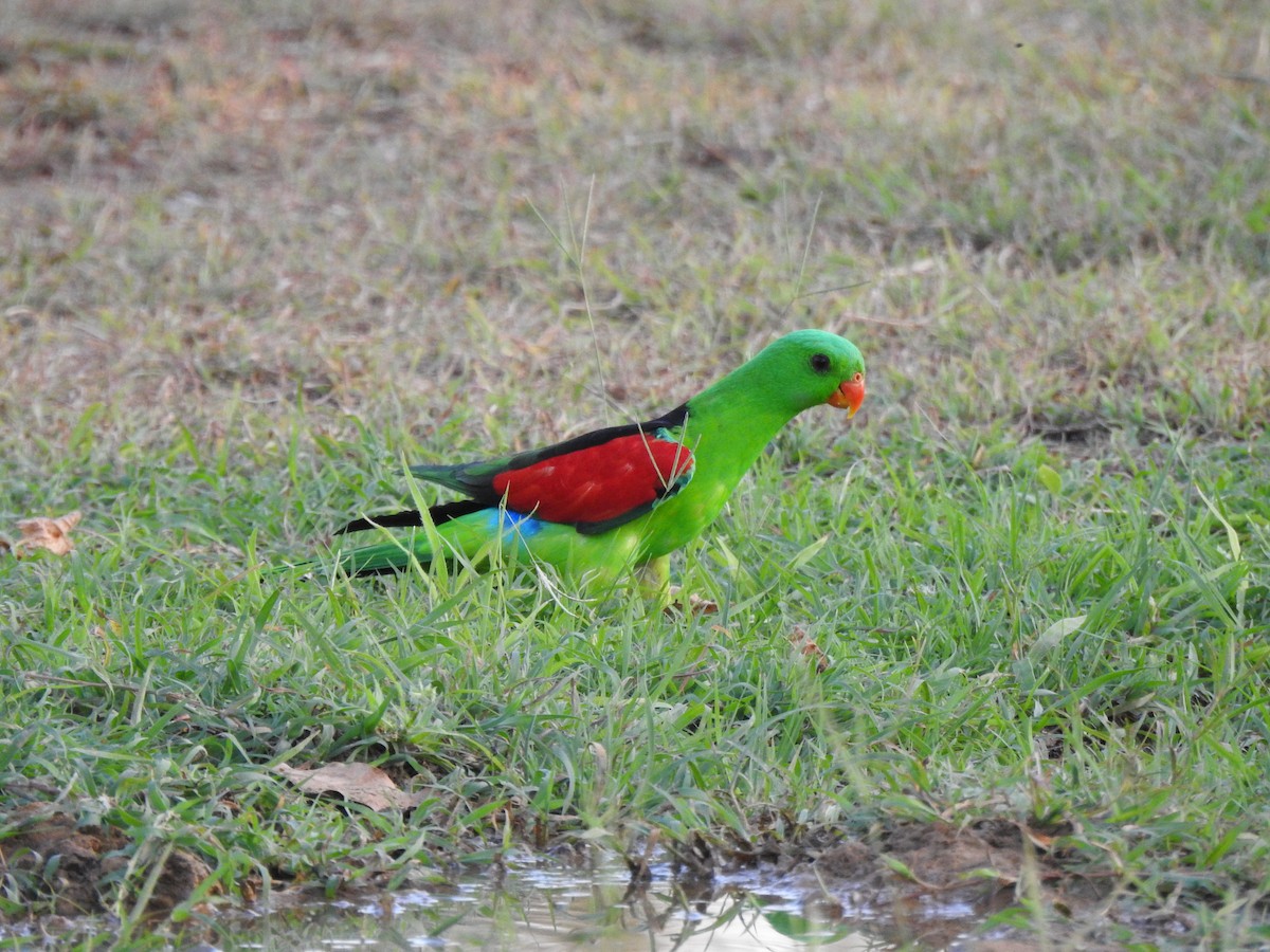 Red-winged Parrot - ML612976873