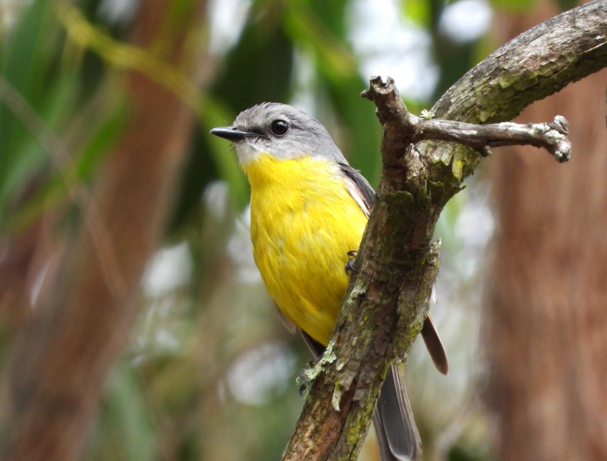 Eastern Yellow Robin - Gordon Rich