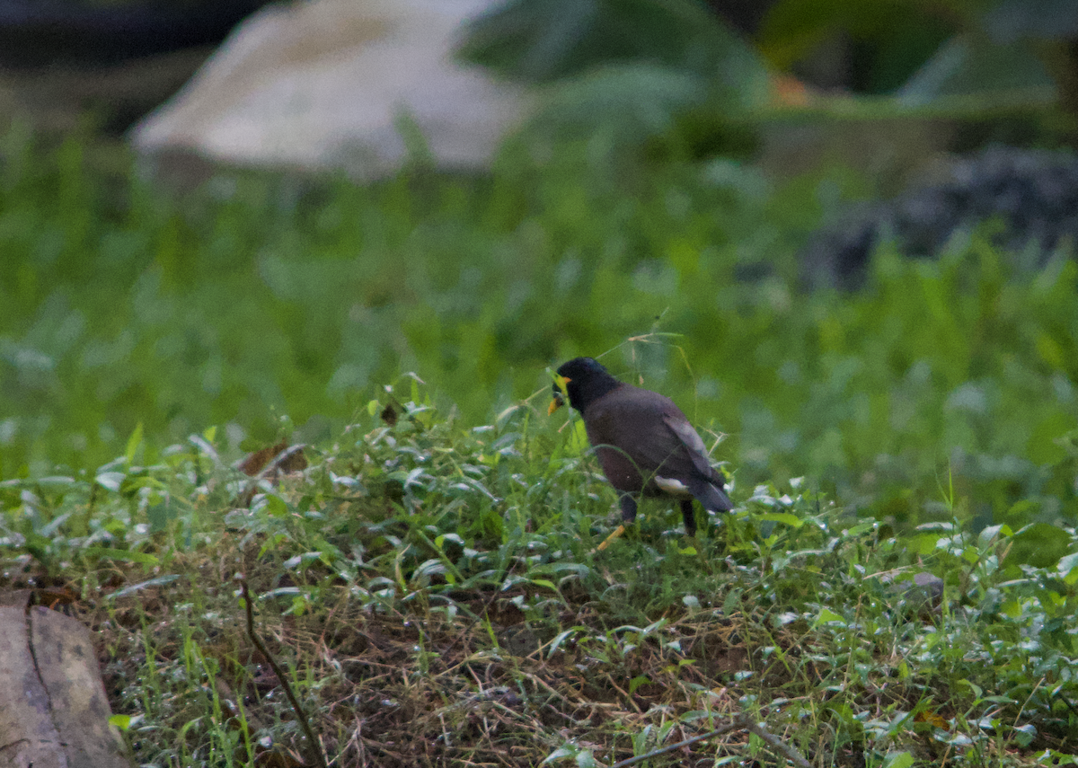 Common Myna - ML612976881