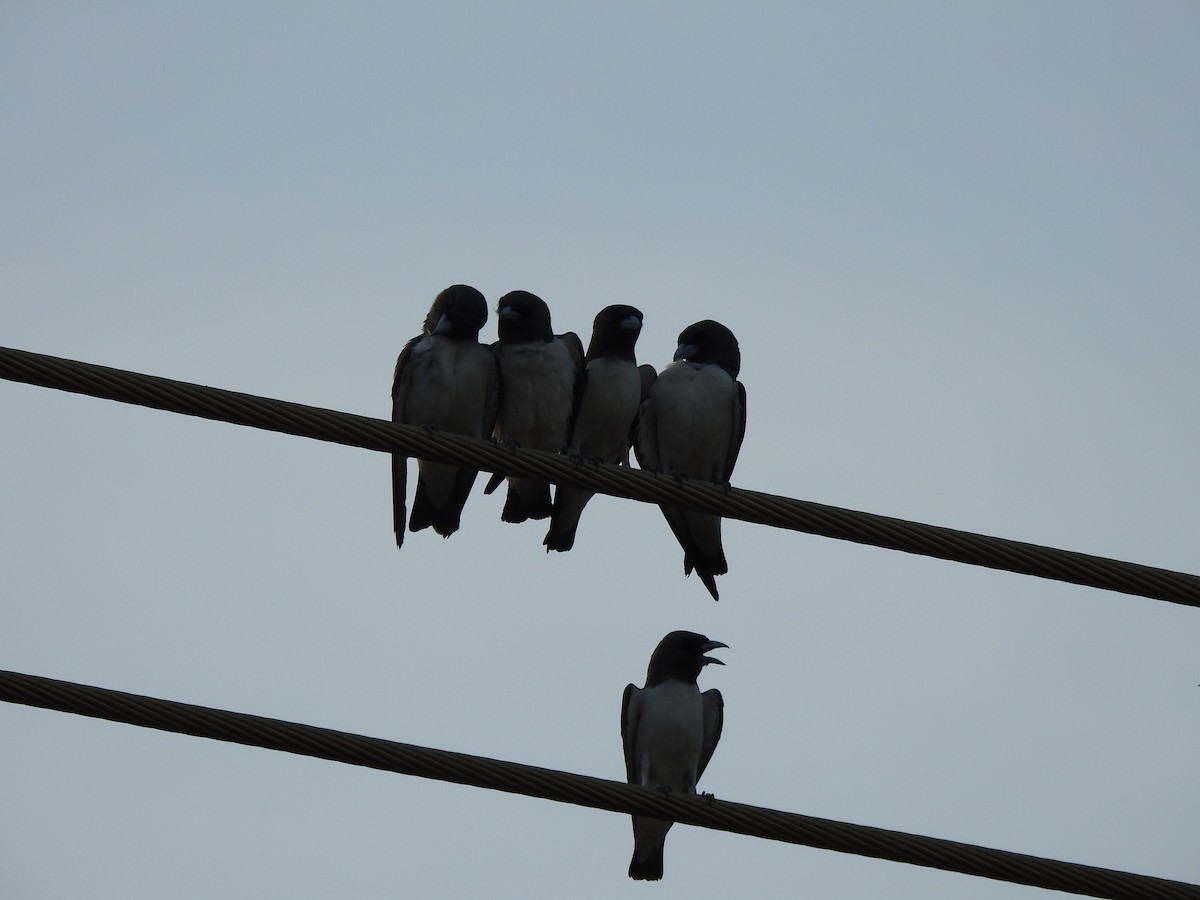 White-breasted Woodswallow - ML612976885