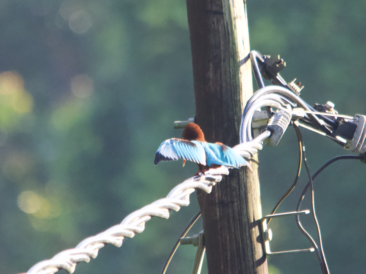 White-throated Kingfisher - ML612976893