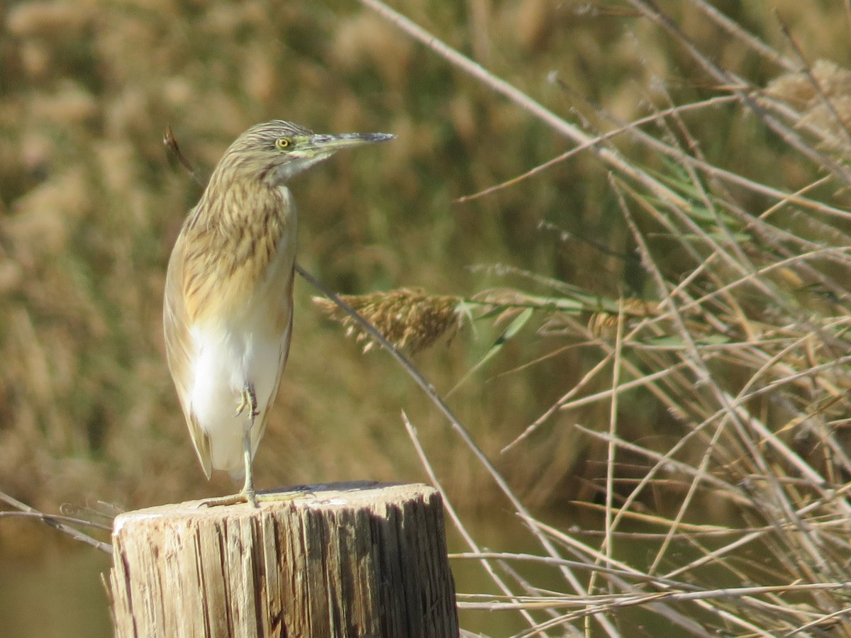 Squacco Heron - ML612976911