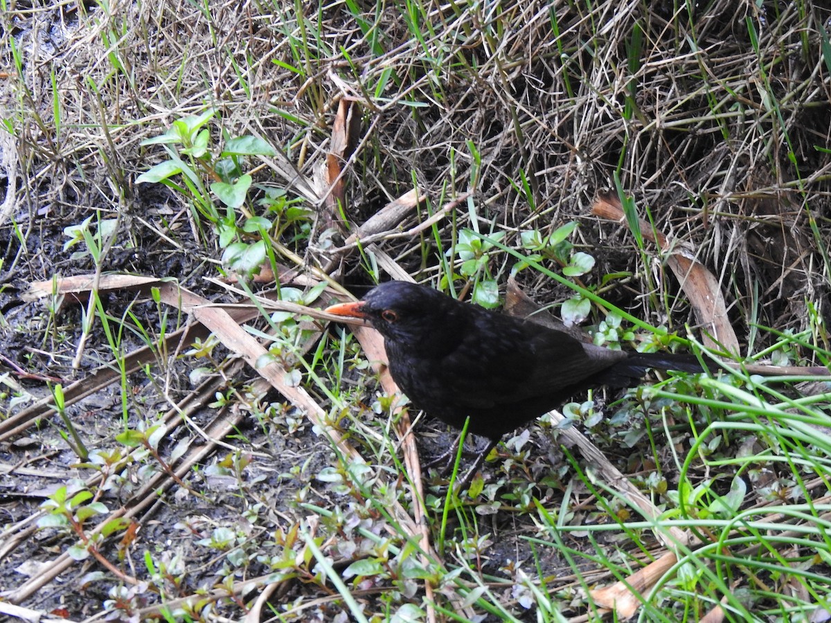 Eurasian Blackbird - ML612976915