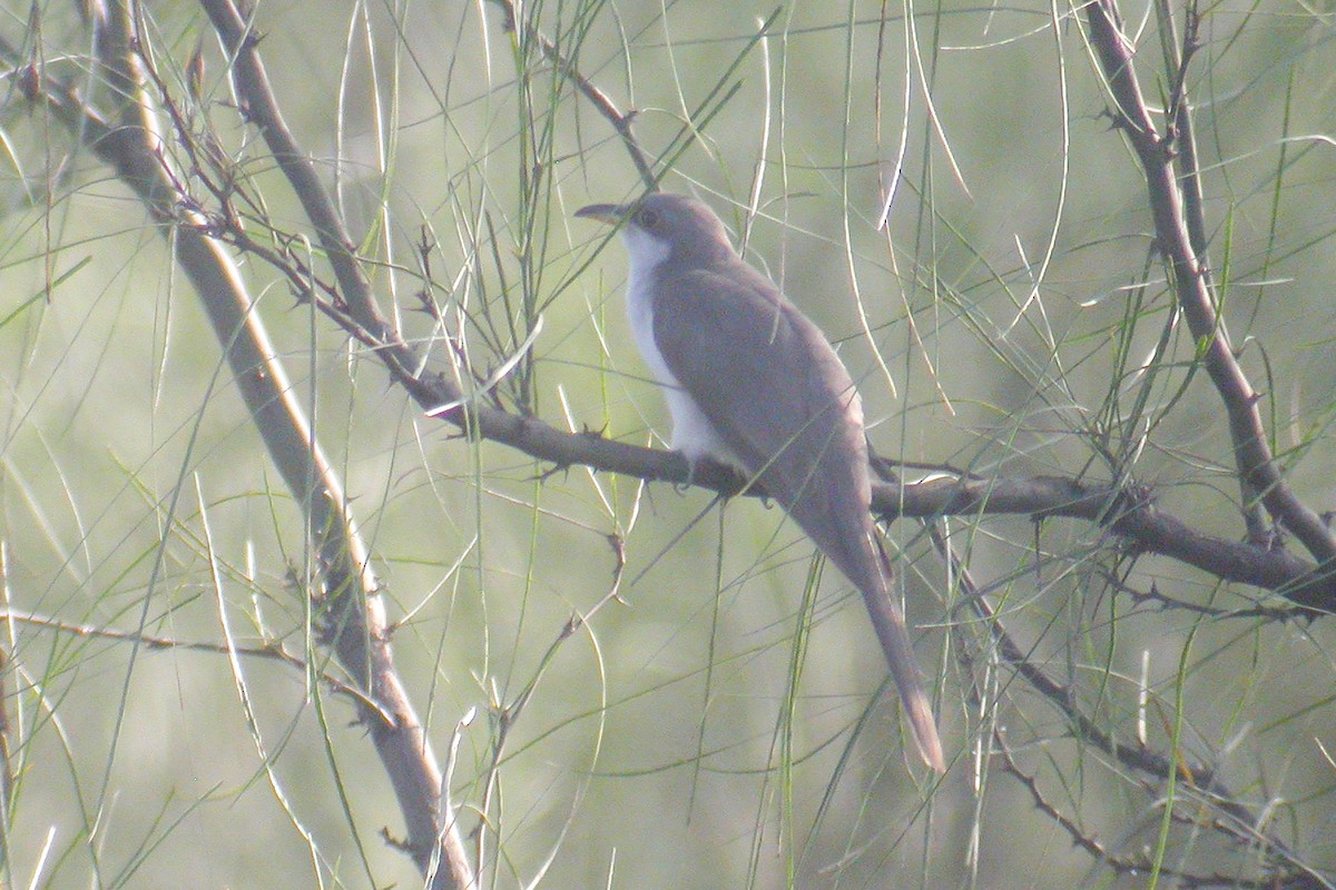 Yellow-billed Cuckoo - Miguel Rouco