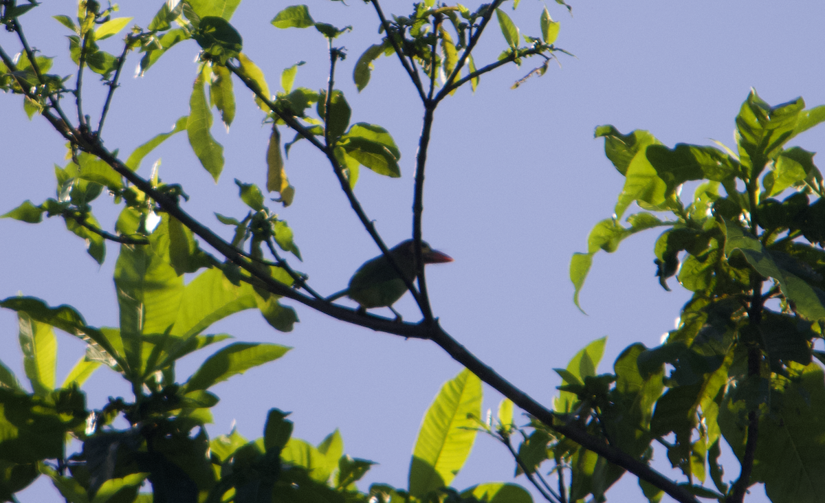 Brown-headed Barbet - ML612977145