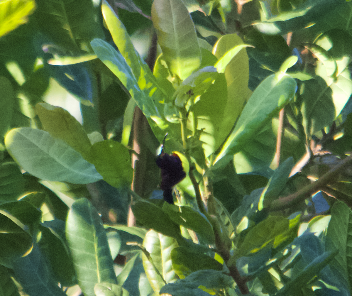 Purple-rumped Sunbird - ML612977155