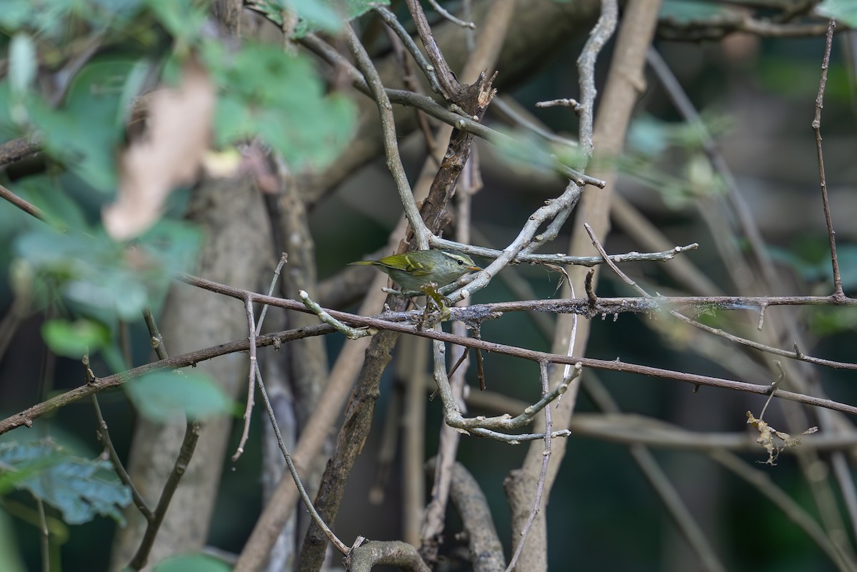 Blyth's Leaf Warbler - ML612977159