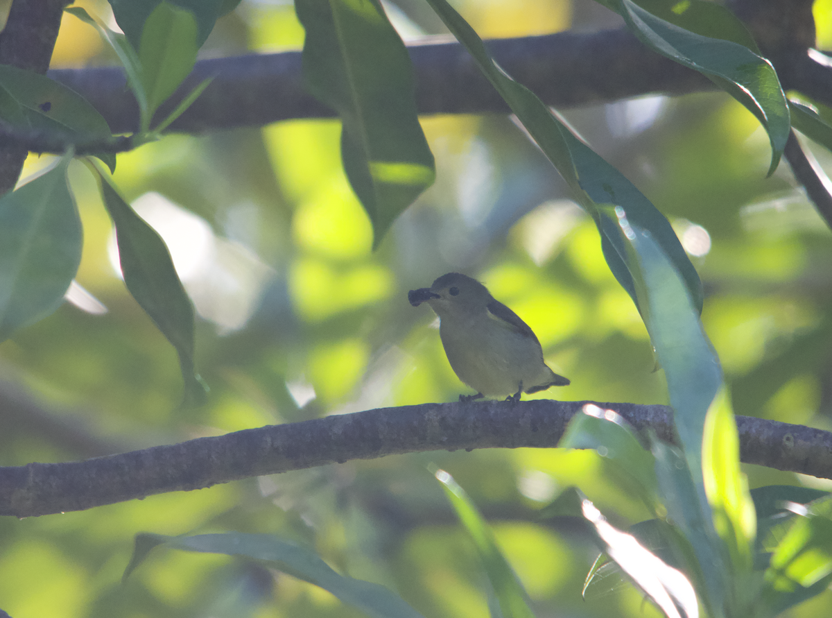 Pale-billed Flowerpecker - ML612977170