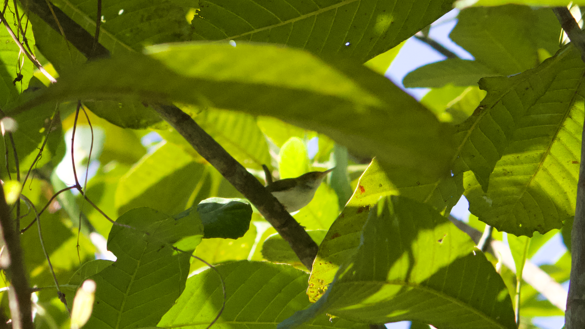 Common Tailorbird - ML612977177