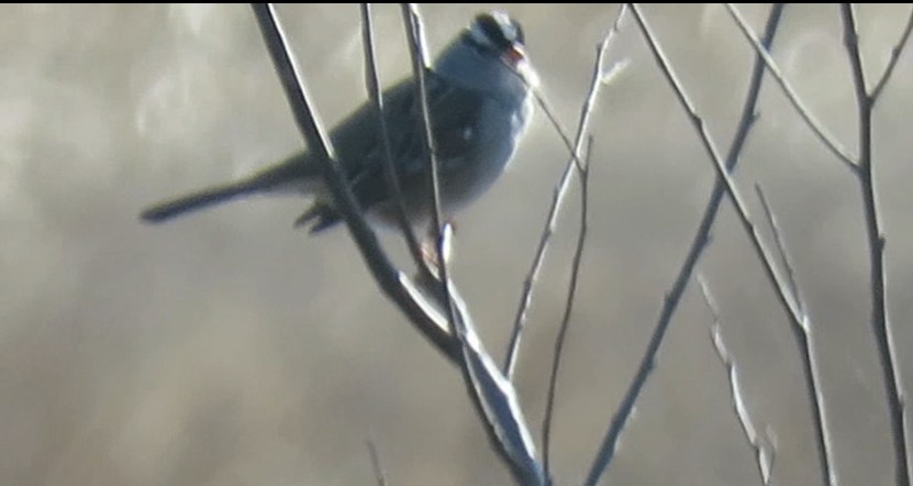 White-crowned Sparrow - ML612977190