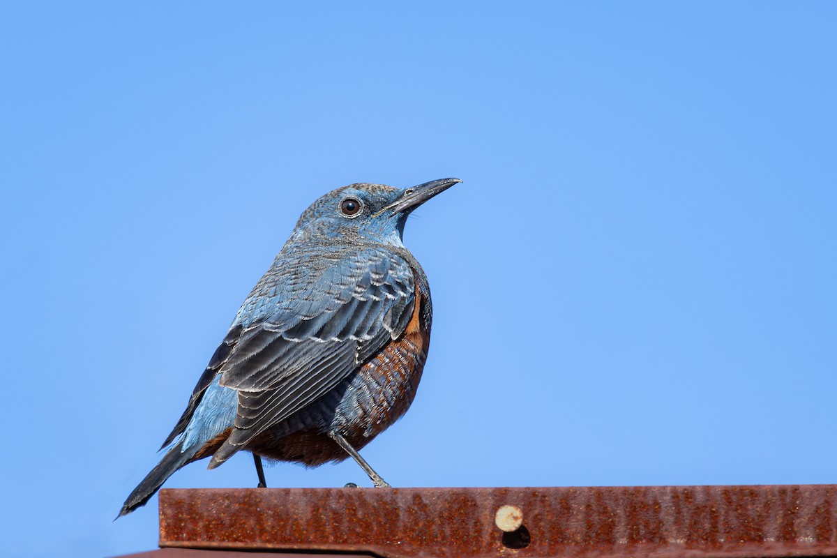 Blue Rock-Thrush (philippensis) - ML612977310