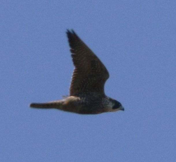 Peregrine Falcon - ML612977360