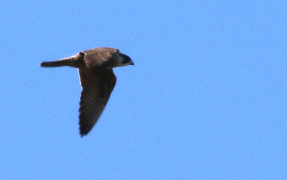 Peregrine Falcon - Daniel Lebbin