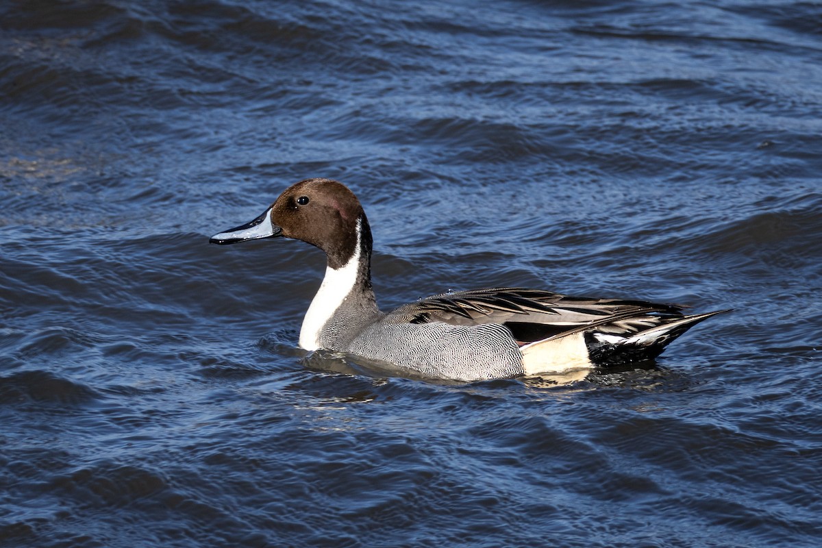 Northern Pintail - André  Zambolli