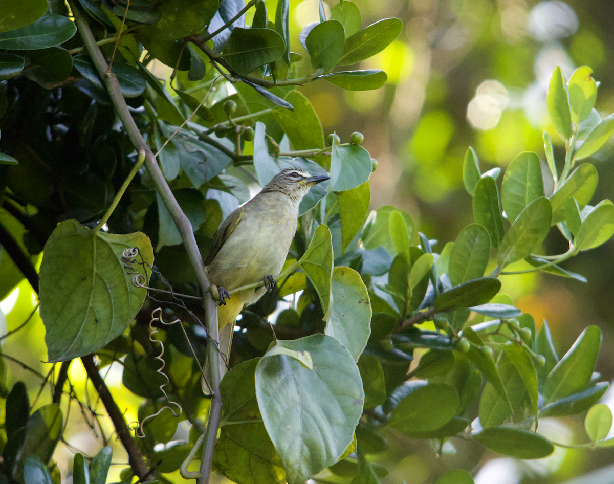 White-browed Bulbul - ML612977376