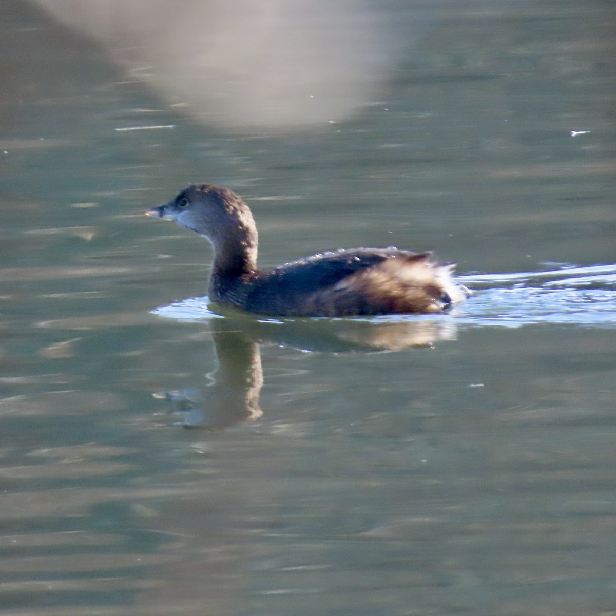 Pied-billed Grebe - ML612977397