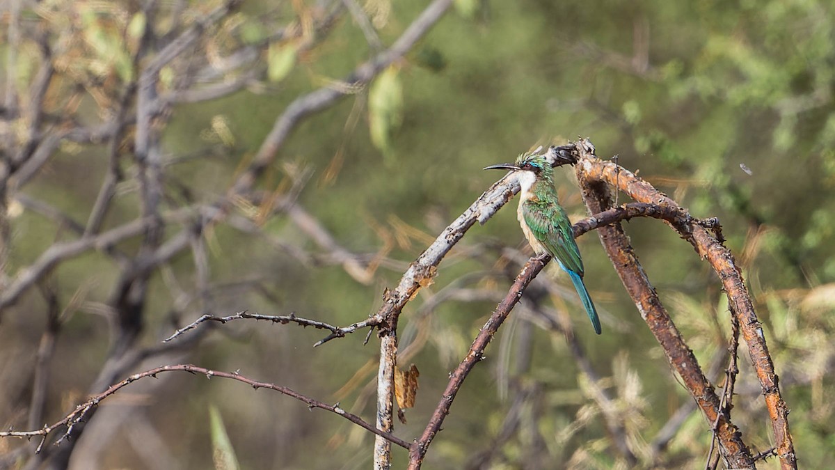 Somali Bee-eater - David Newell