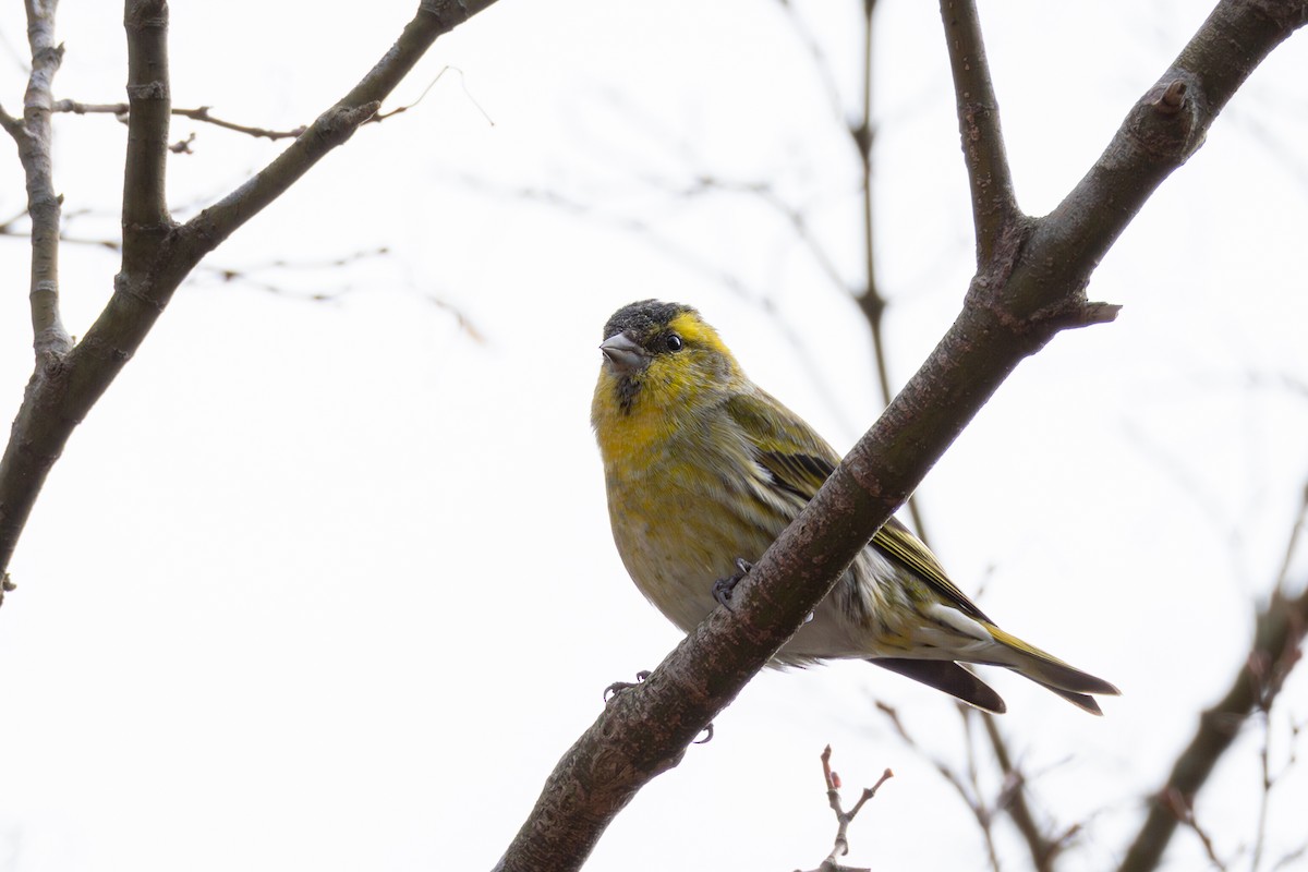 Eurasian Siskin - ML612977402