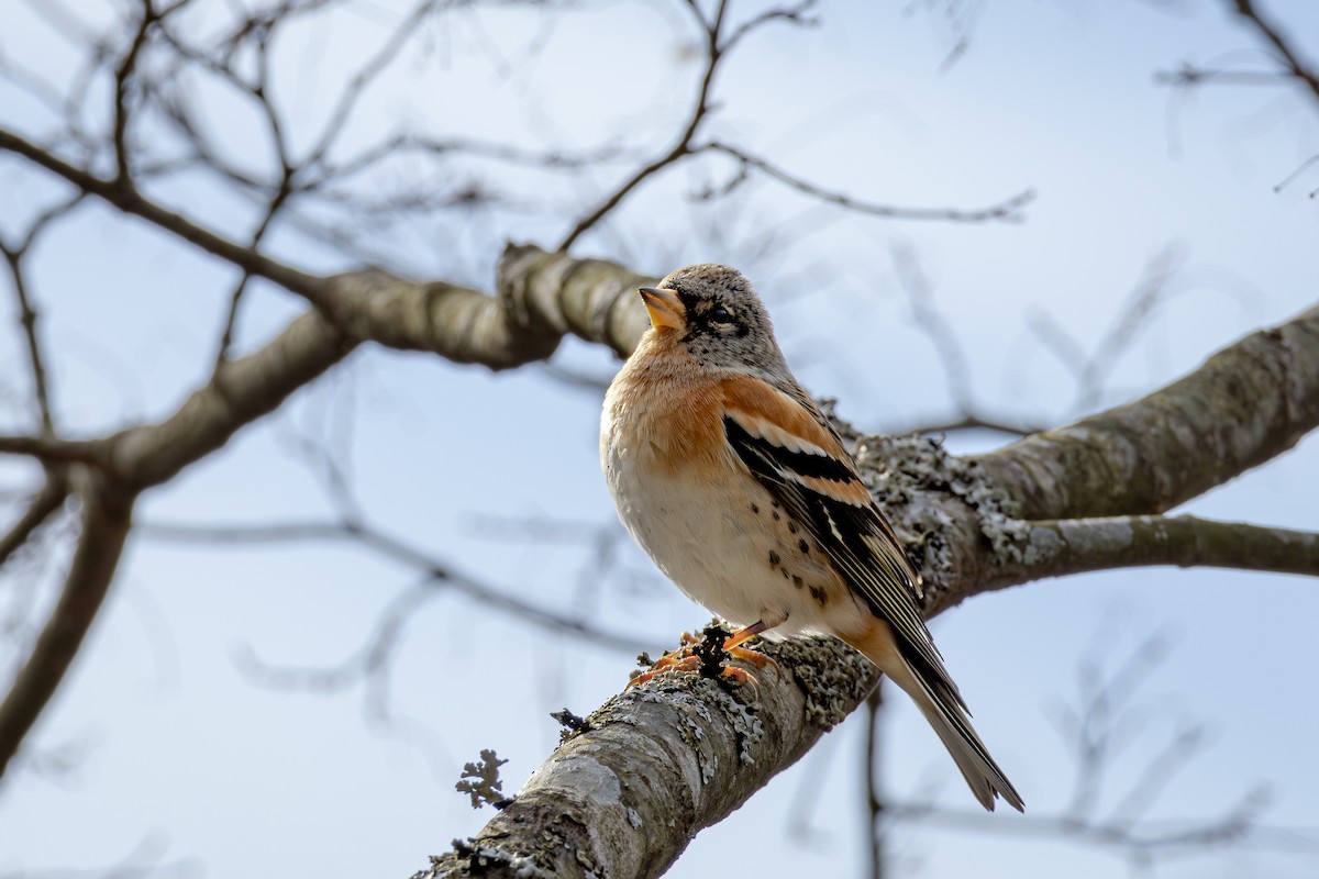 Brambling - ML612977417