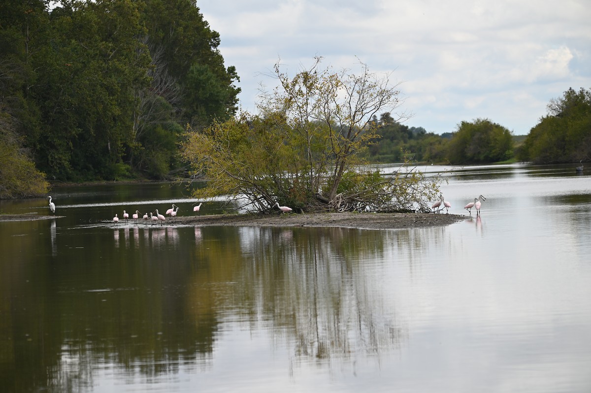 Roseate Spoonbill - ML612977420