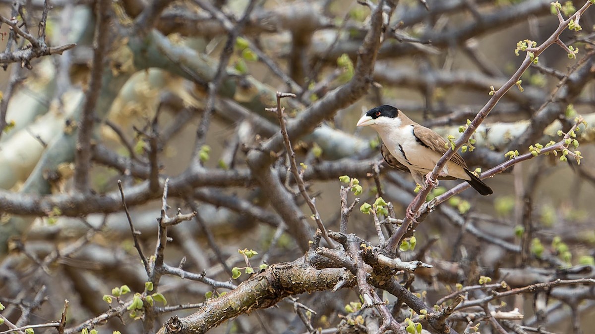 Black-capped Social-Weaver - ML612977443