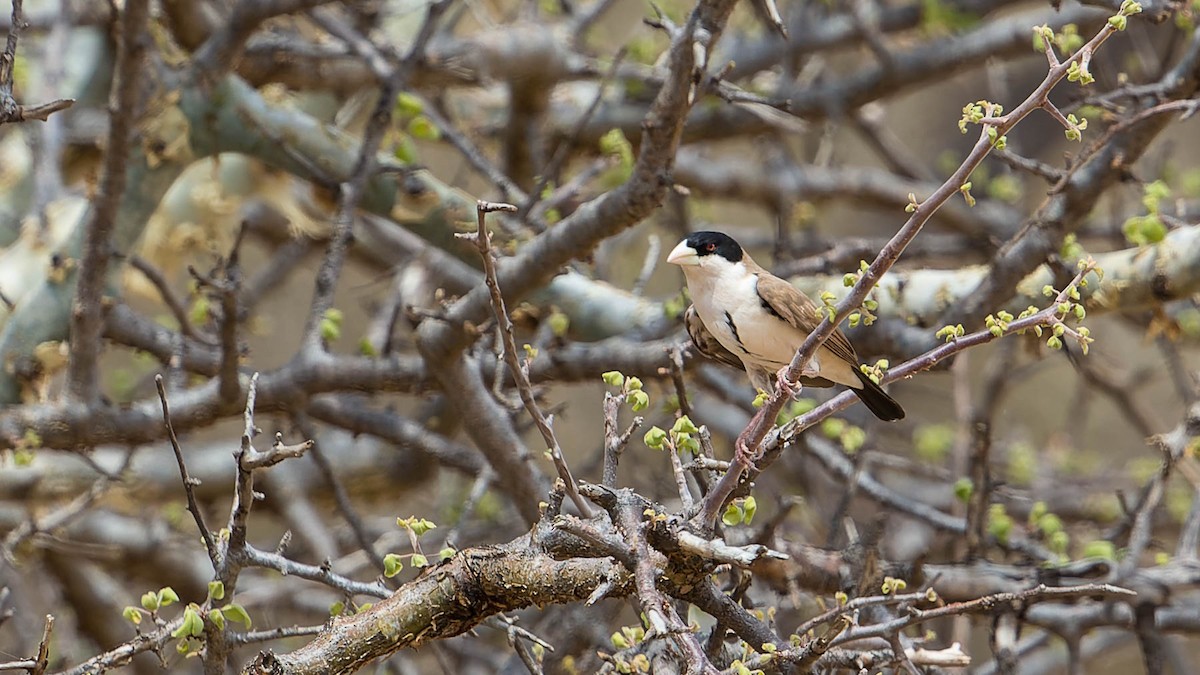 Black-capped Social-Weaver - ML612977444