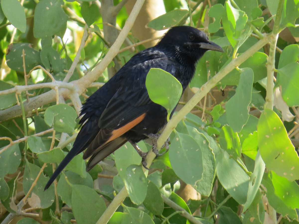 Tristram's Starling - ML612977484