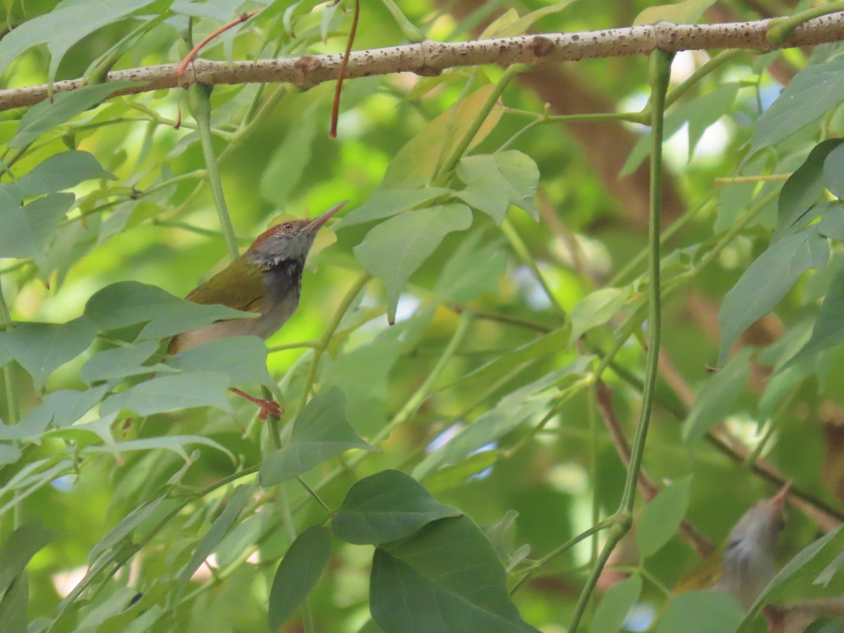 Dark-necked Tailorbird - ML612977505