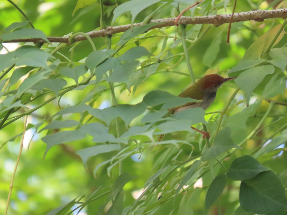 Dunkelkehl-Schneidervogel - ML612977506