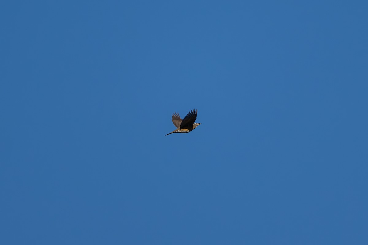 Халиун хөөндэй - ML612977591