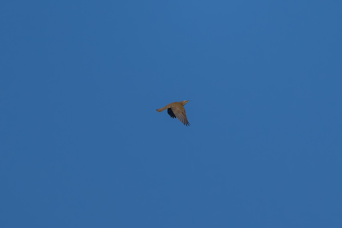 Халиун хөөндэй - ML612977592