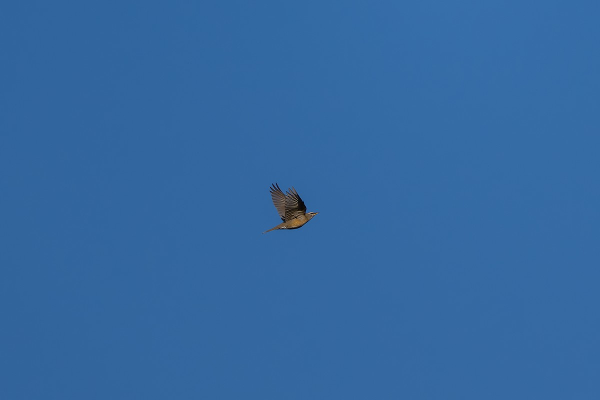 Халиун хөөндэй - ML612977593