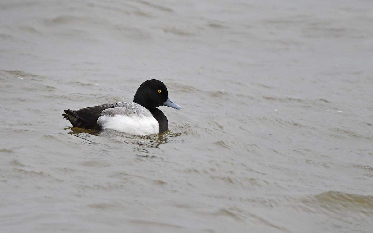 Greater Scaup - ML612977754