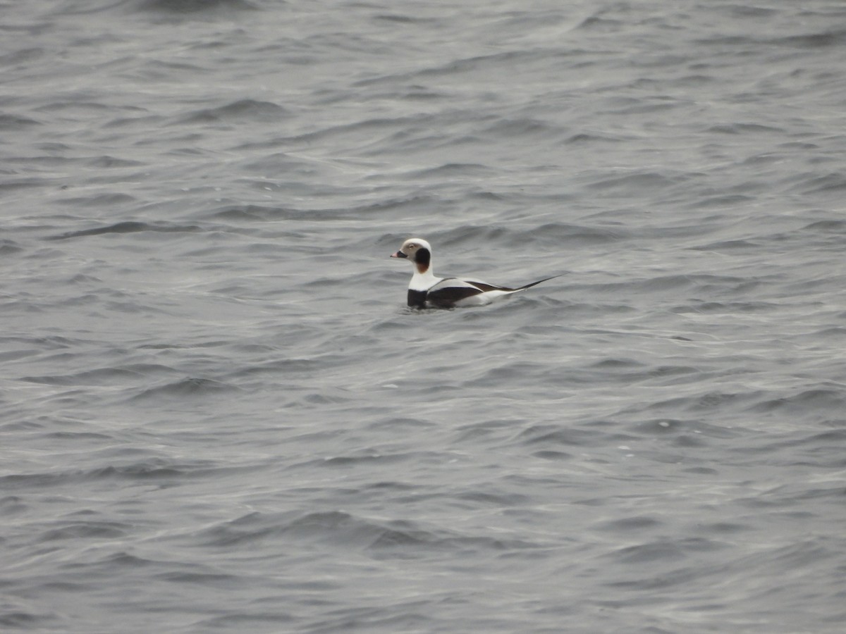 Long-tailed Duck - ML612977833