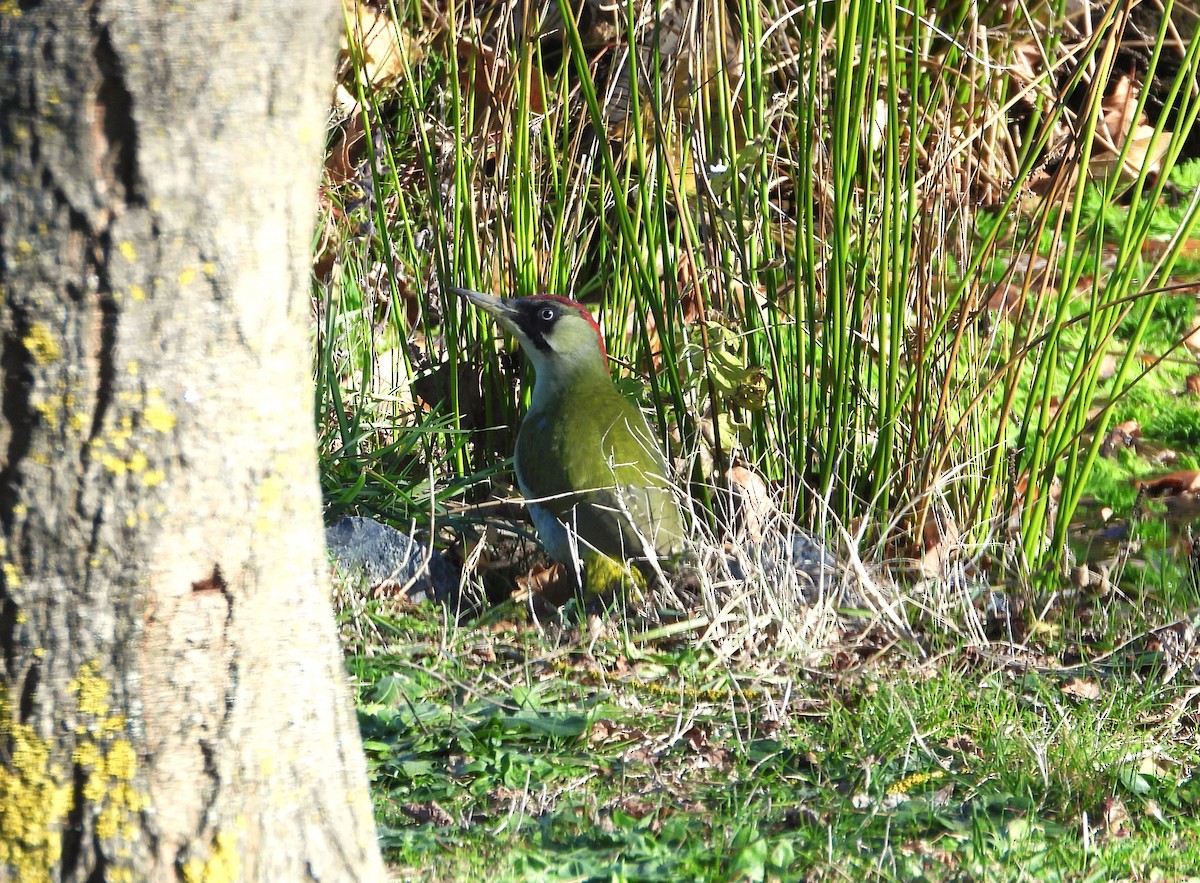 Eurasian Green Woodpecker - ML612977910
