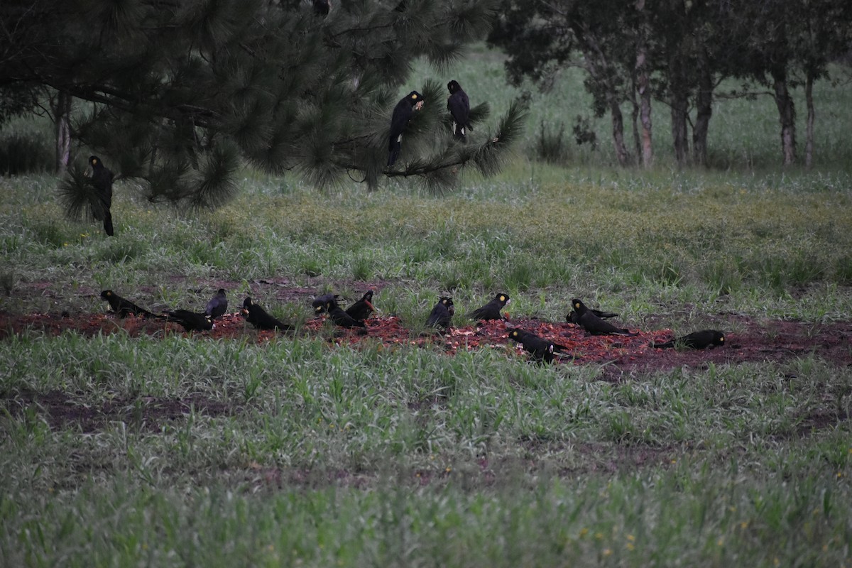 Cacatúa Fúnebre Coliamarilla - ML612977935