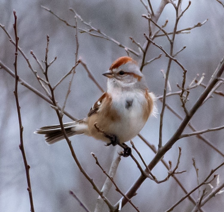 American Tree Sparrow - ML612977974