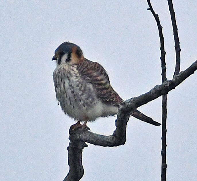 American Kestrel - ML612977995