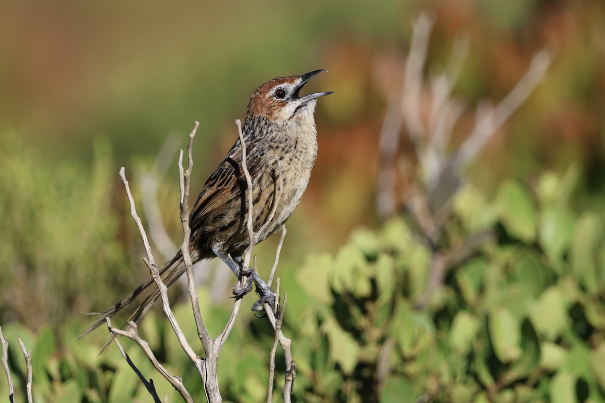 Cape Grassbird - ML612978018