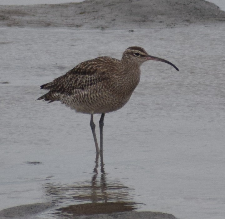 Regenbrachvogel - ML612978024