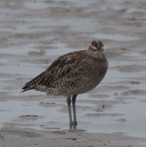 Whimbrel - ML612978025