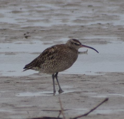 Whimbrel - ML612978026