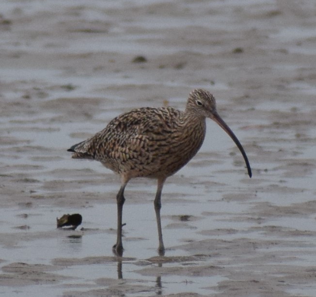 Far Eastern Curlew - ML612978037