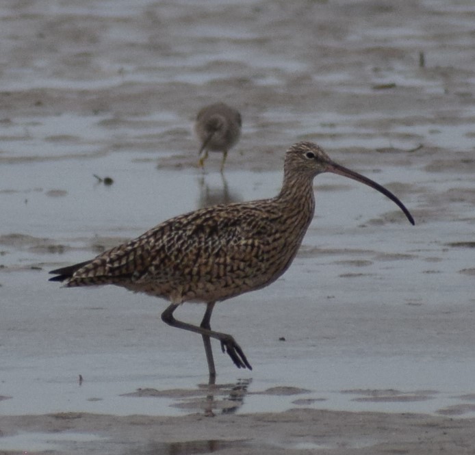 Far Eastern Curlew - ML612978038