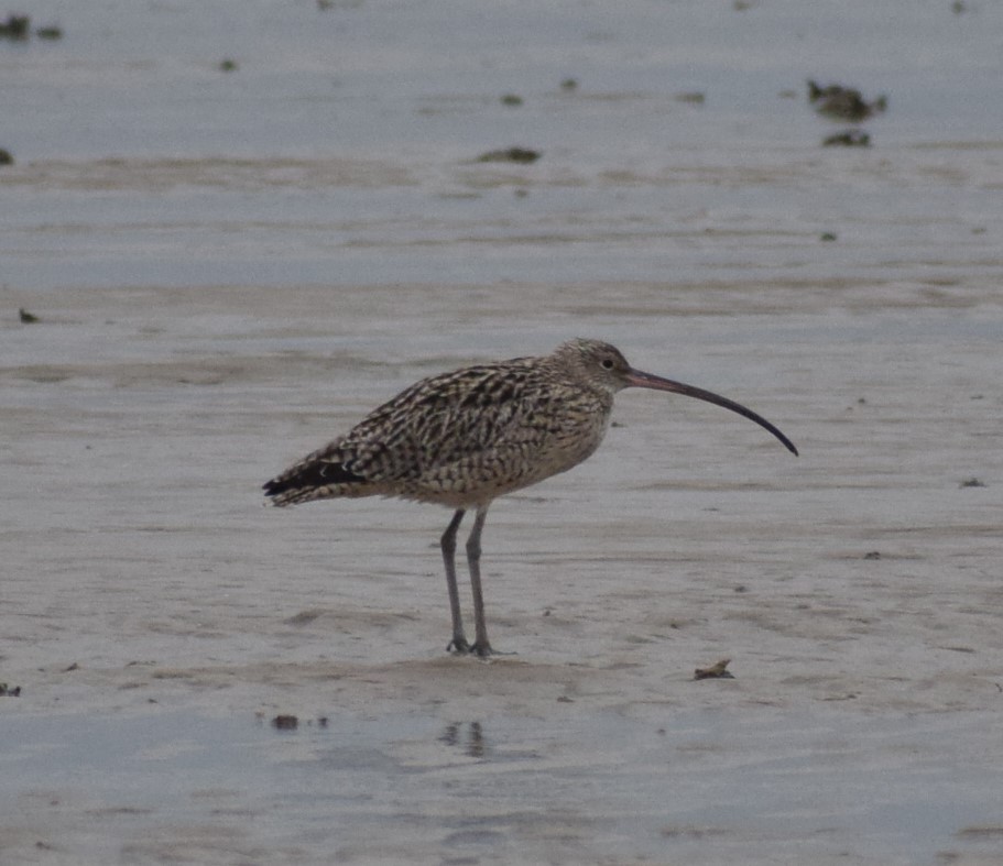 Far Eastern Curlew - ML612978039