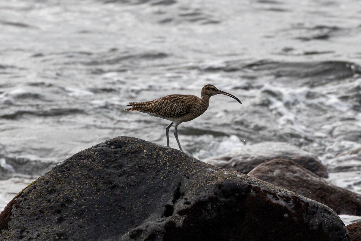 Whimbrel - Francisco Garcia