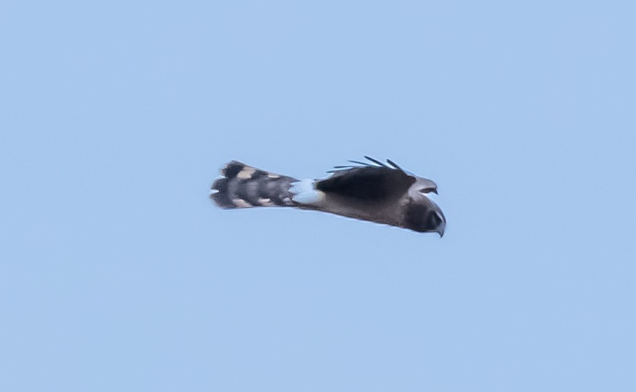 Northern Harrier - ML612978045