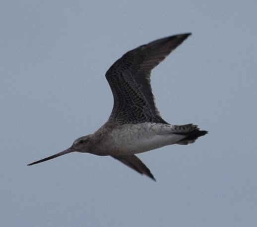 Bar-tailed Godwit - ML612978054