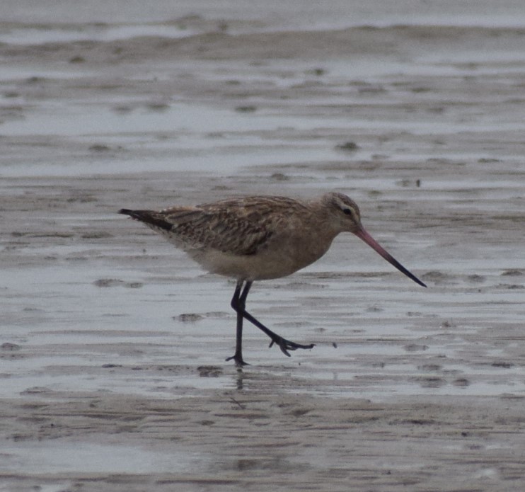 Bar-tailed Godwit - ML612978055